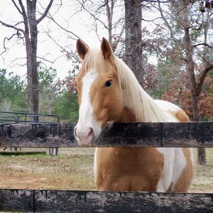 Meet your Posher, Helen n